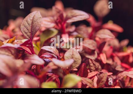 Microsfere rosse di amaranto cresciute all'interno del terreno Foto Stock