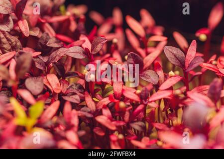 Microsfere rosse di amaranto cresciute all'interno del terreno Foto Stock