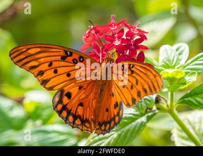 Fritillary singolo Golfo, Agraulis vanillae nigrior, farfalla su uno sfondo verde di piante Foto Stock