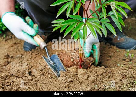 Garedener al lavoro: Come piantare un arbusto di peonia nel terreno. Giardino hobby Foto Stock