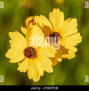 Closeup di due Coreopsis giallo o Tickseed fiori selvatici lo Stato wildflower della Florida Foto Stock