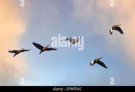 Gregge di anatre fischianti dal colore nero che volano nel cielo blu con nuvole giallo arancio Foto Stock