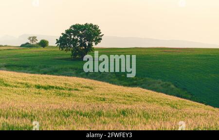 Un solo albero di quercia che si diffonde su un campo verde Foto Stock