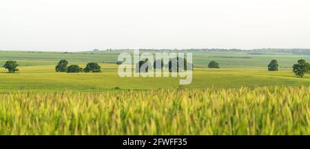 Un bosco di querce su un campo verde Foto Stock