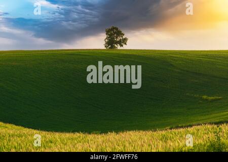 Un solo albero di quercia che si diffonde su un campo verde Foto Stock