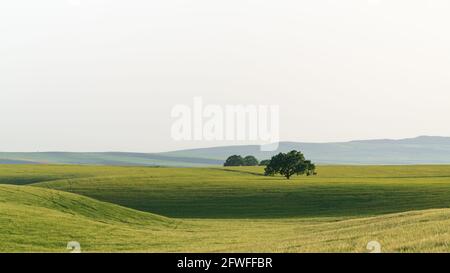 Un solo albero di quercia che si diffonde su un campo verde Foto Stock