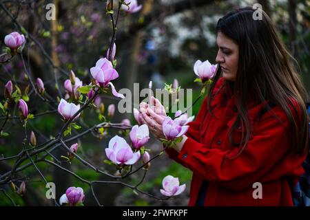 Le restrizioni di quarantena a Kiev sono scadute. La gente del posto visita i parchi e i giardini botanici dove sono fiorite le magnolie. Foto Stock