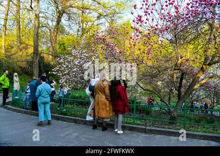 Le restrizioni di quarantena a Kiev sono scadute. La gente del posto visita i parchi e i giardini botanici dove sono fiorite le magnolie. Foto Stock