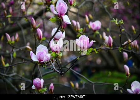 Le restrizioni di quarantena a Kiev sono scadute. La gente del posto visita i parchi e i giardini botanici dove sono fiorite le magnolie. Foto Stock