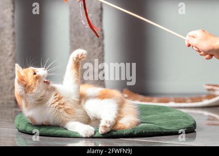 Un gatto rosso e bianco soffiato è sdraiato sul tappetino e gioca con un giocattolo su un bastone. Gatto interno, primo piano, sfondo sfocato Foto Stock