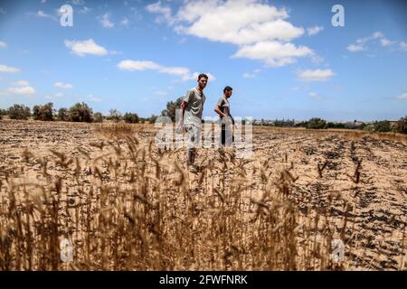 Gaza. 22 maggio 2021. Gli agricoltori palestinesi ispezionano le colture di grano bruciato dopo l'attacco di artiglieria israeliano ad Abassan, ad est della città di Khan Younis, nella striscia di Gaza, il 22 maggio 2021. Credit: Yasser Qudih/Xinhua/Alamy Live News Foto Stock