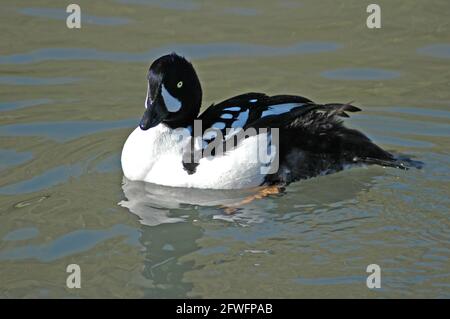 Maschio Barrow's Goldeneye anatra, Bucephala islandica) nuoto. Al Wildfowl e Wetlands Trust, Arundel. Foto Stock