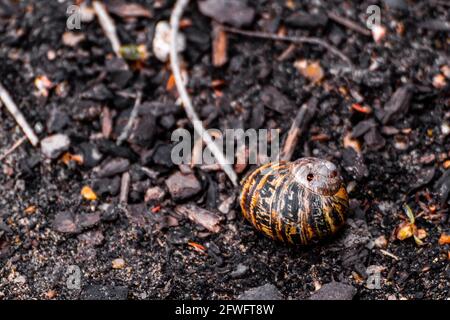 Primo piano di una conchiglia nera e gialla su cui giace un po' di terreno scuro tra pietre e ramoscelli Foto Stock