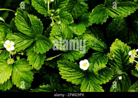 Foglie e petali di fragole - fragole in crescita - fragole piante Foto Stock