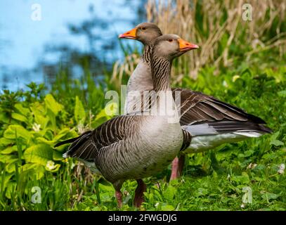 Coppia di oche grigiastre (Anser anser) da stagno, Archerfield tenuta, East Lothian, Scozia, Regno Unito Foto Stock