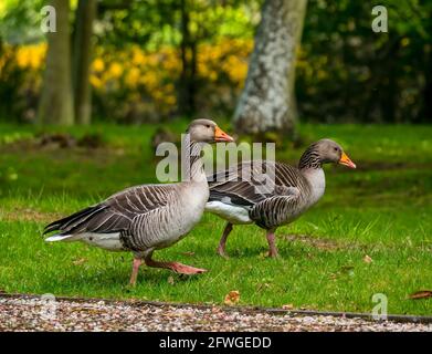 Coppia di oche grigiastre (Anser anser), Archerfield estate, East Lothian, Scozia, Regno Unito Foto Stock