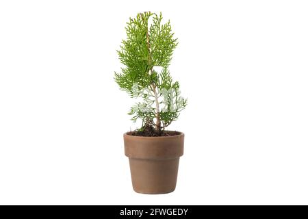 Arborvitae cinese - Platycladus orientalis - piantina in una pentola, isolata su bianco. Tipo di thuja sempreverde. Foto Stock