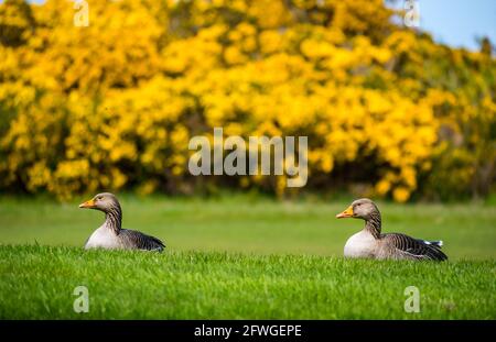 Coppia di oche grigiastre (Anser anser) che giace in erba con la gola fioritura gialla cespuglio, Archerfield tenuta, East Lothian, Scozia, Regno Unito Foto Stock