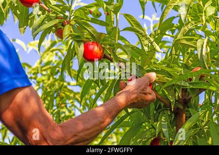 Un agricoltore raccoglie nettarine della prima varietà bomba in un'azienda agricola di Valencia, Spagna. Foto Stock