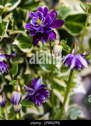 Aquilegia caerulea vulgaris Christa Barlow Foto Stock