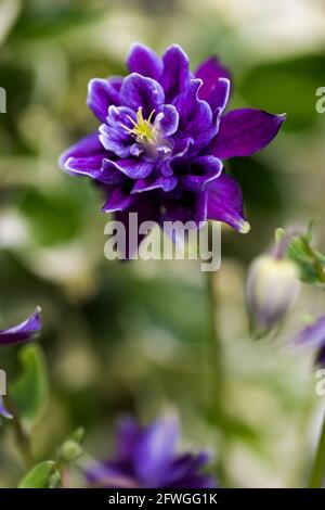 Aquilegia caerulea vulgaris Christa Barlow Foto Stock