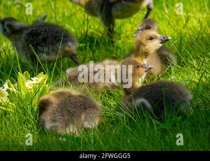 Primo piano delle gabbings di oche Greylag (Anser anser) arenate in erba, Archerfield tenuta, East Lothian, Scozia, Regno Unito Foto Stock