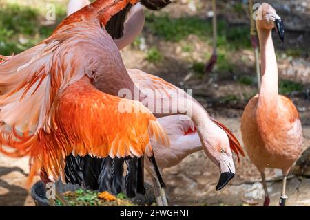 Fenicotteri cileni (Fenicotterus chilensis) allo Zoo di Atlanta, Georgia. (STATI UNITI) Foto Stock