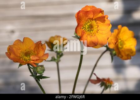 Geum "Totalmente Tangerine' Foto Stock