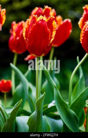 Tulipano ‘Fabio’ frangiato Foto Stock