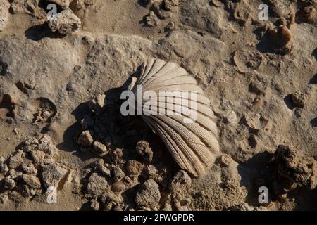 Conchiglia di cuoio capelluto marino su una spiaggia vulcanica Ash Milos Grecia Foto Stock
