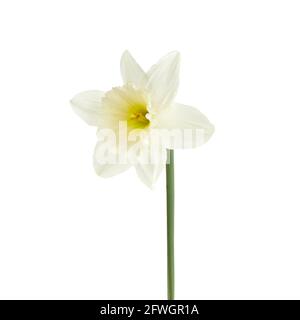 Bellissimo fiore narciso isolato su sfondo bianco, compreso il percorso di ritaglio. Foto Stock