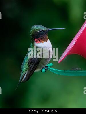 Colourful maschio-rubato hummingbird arroccato sul feeder Foto Stock