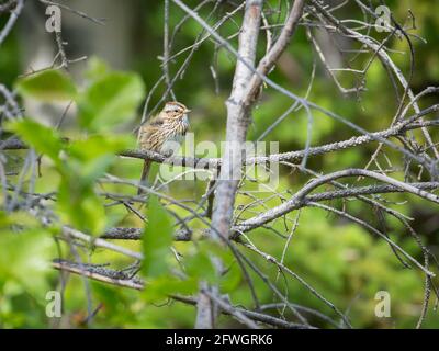 Il passero di Lincoln in un albero Foto Stock