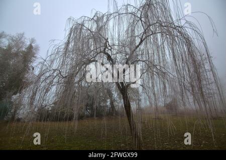 Salice piangente con rami congelati dopo un gelo su un giorno nebbia Foto Stock