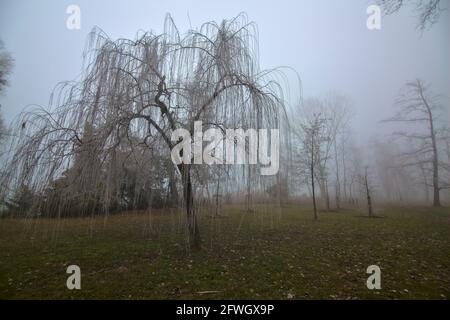 Salice piangente con rami congelati dopo un gelo su un giorno nebbia Foto Stock