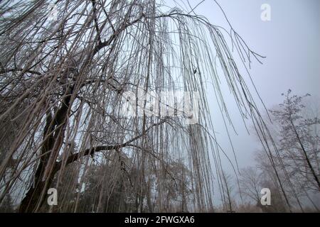 Salice piangente con rami congelati dopo un gelo su un giorno nebbia Foto Stock