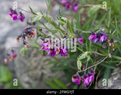 LATHYRUS VERNUS primavera pisello Foto Stock