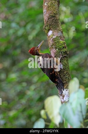Picchio (Chrysocolaptes validus xanthropygius) maschio pereched su tronco di albero Kinabalu NP, Sabah, Borneo Gennaio Foto Stock