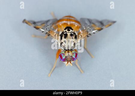 Mosca o medfly di frutta mediterranea (Ceratite capitata) è considerato uno dei frutti più distruttivi parassiti nel mondo Foto Stock