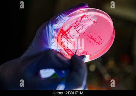 Reasercher raccogliendo una colonia di una coltura batterica rossa da piastra di agar trattata con composto fluorescente rosa in biologia molecolare laboratorio per i Foto Stock