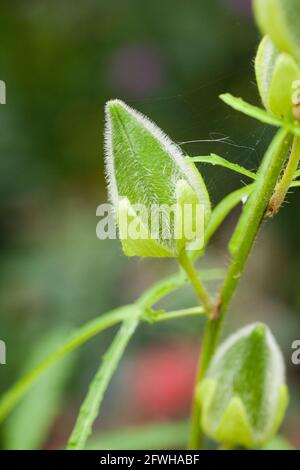 Germoglio di fiori di Hibiscus - USA Foto Stock