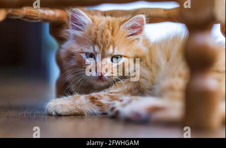 Un carino gattino è sdraiato sul pavimento. Foto Stock