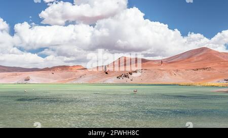 Bellissimo fenicottero rosa che sorvola la superficie di Laguna Santa Rosa nel Parco Nazionale Nevado Tres Cruces (Cile) Foto Stock