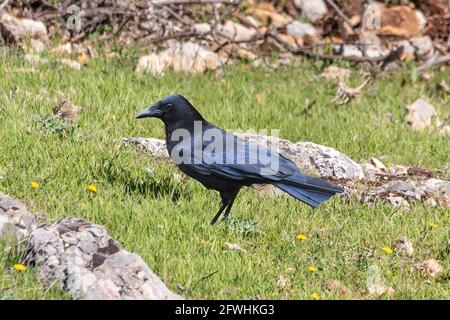 Corvo di Carrion - Corvus corone - è un uccello passerino Della famiglia Corvidae e del genere Corvus che è Originario dell'Europa occidentale e del Palea orientale Foto Stock