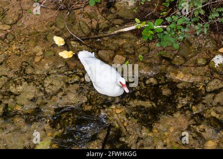 Femmina d'anatra moscovita - Cairina moschata - nuotare nel fiume Cerezuelo con le sue anatroccoli a Cazorla, Jaen, Spagna. La messa a fuoco è in testa alla mo Foto Stock