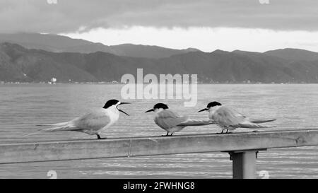 Tre terne frontali bianche aprono sul molo di Petone nel porto di Wellington, nuova Zelanda. Eastbourne sullo sfondo. Foto Stock