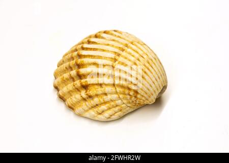 Grande conchiglia su sfondo bianco vista dall'alto Foto Stock