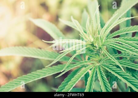 Foglie verdi della parte superiore della canapa alla luce del sole, immagine di sfondo. Foto a tema marijuana. Foto Stock