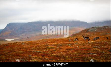 Le renne si incontrarono tra le baite di Alesjaure e Tjaktja mentre camminavano sul sentiero Kungsleden, all'inizio dell'autunno, la Lapponia svedese. Foto Stock