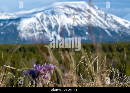 Crocus porpora, fiori pasque visto durante la primavera fiorisce nel nord del Canada con la montagna coperta di neve offuscata sullo sfondo. Foto Stock